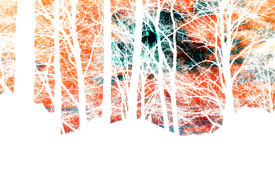 Behind the Forest - ID 005145