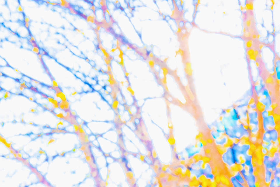 Sunlight between Trees I - ID 005152