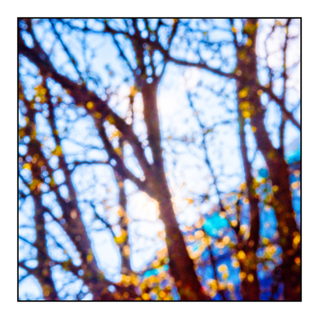Sunlight between Trees II - ID 005153