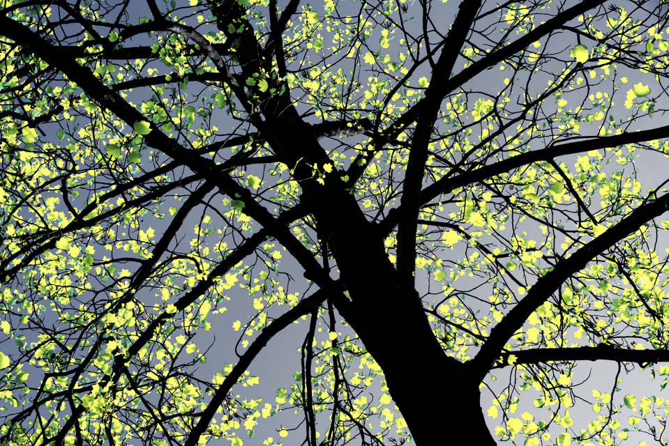 Early Green - ID 005234