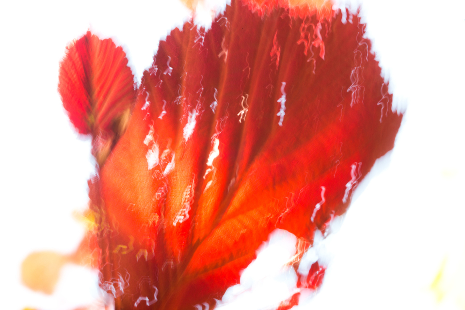 Leaf in Sun II - ID 005261