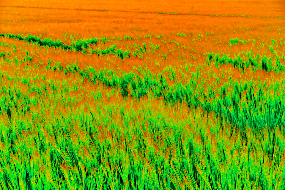 Summer Corn I - ID 005276