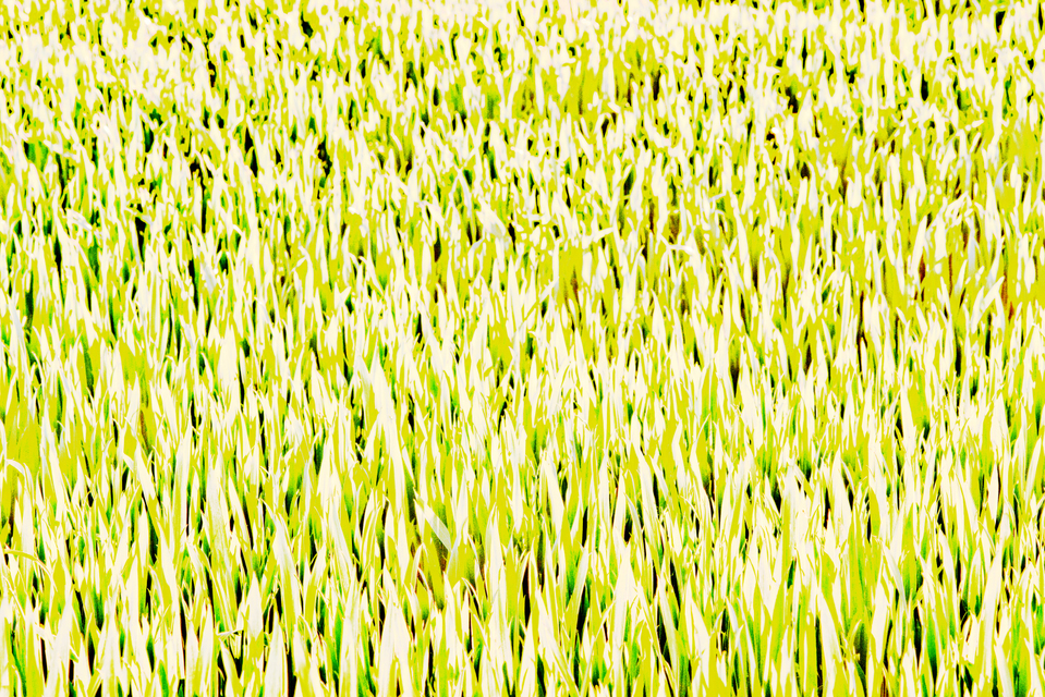 Summer Corn VII - ID 005282