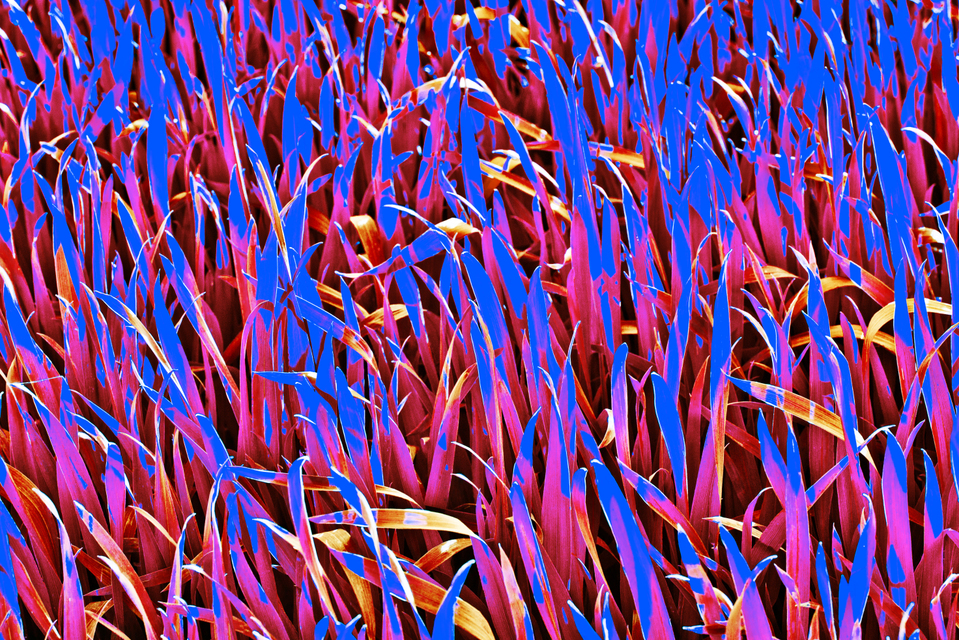 Summer Corn IX - ID 005284