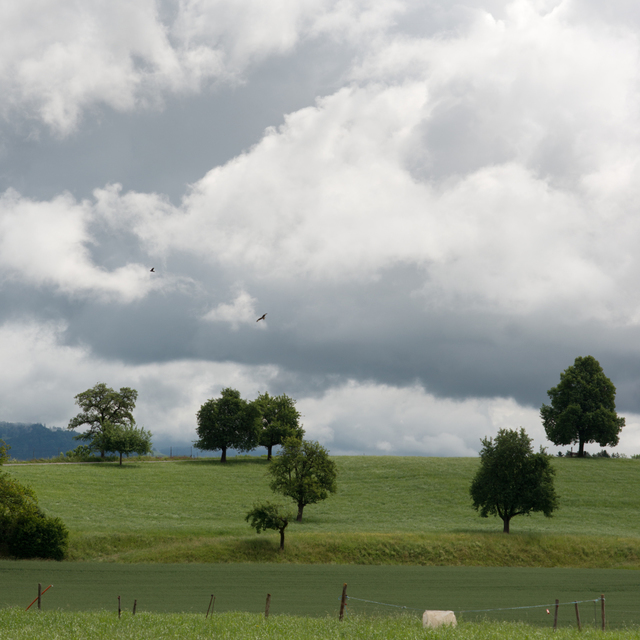 Two Birds - ID 005303