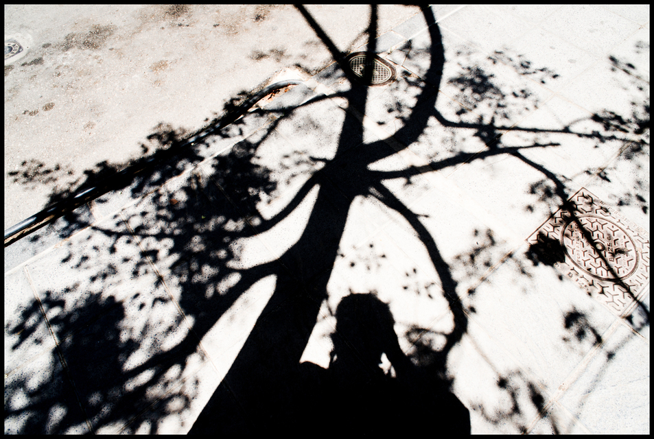 Tree Shadow - ID 005328