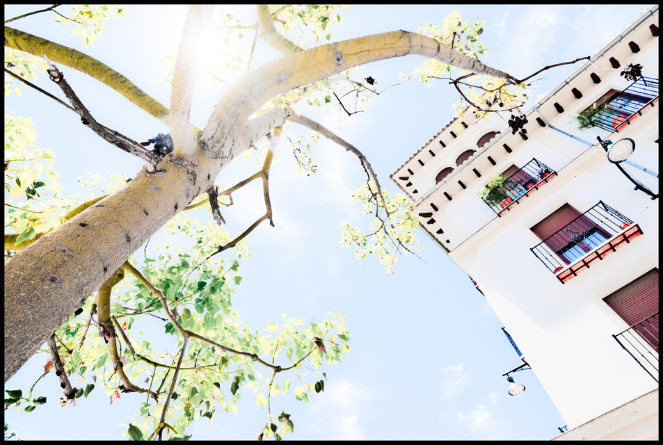 Tree making Shadow - ID 005329