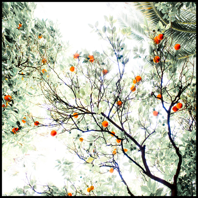 Orange Tree - ID 005394