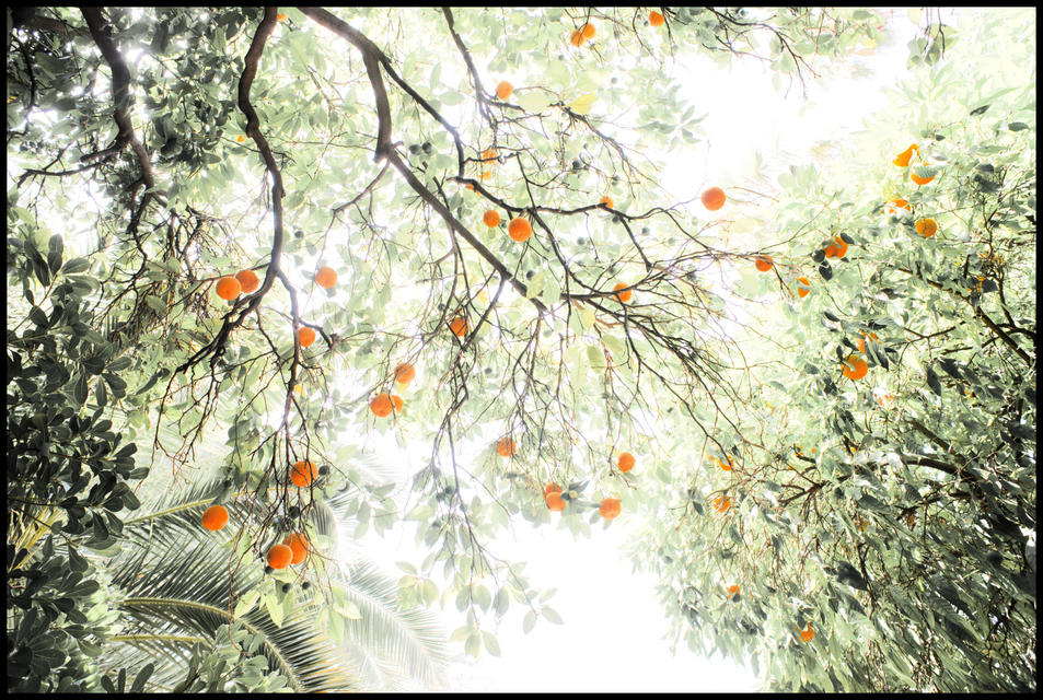 Corduba Trees I - ID 005395