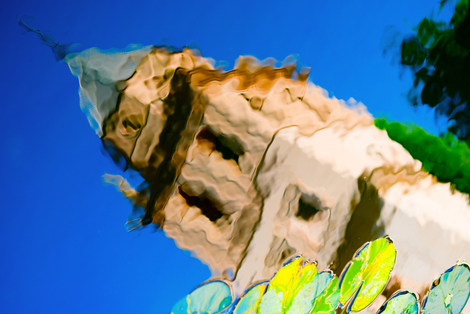 Water Lily Pond III - ID 005492