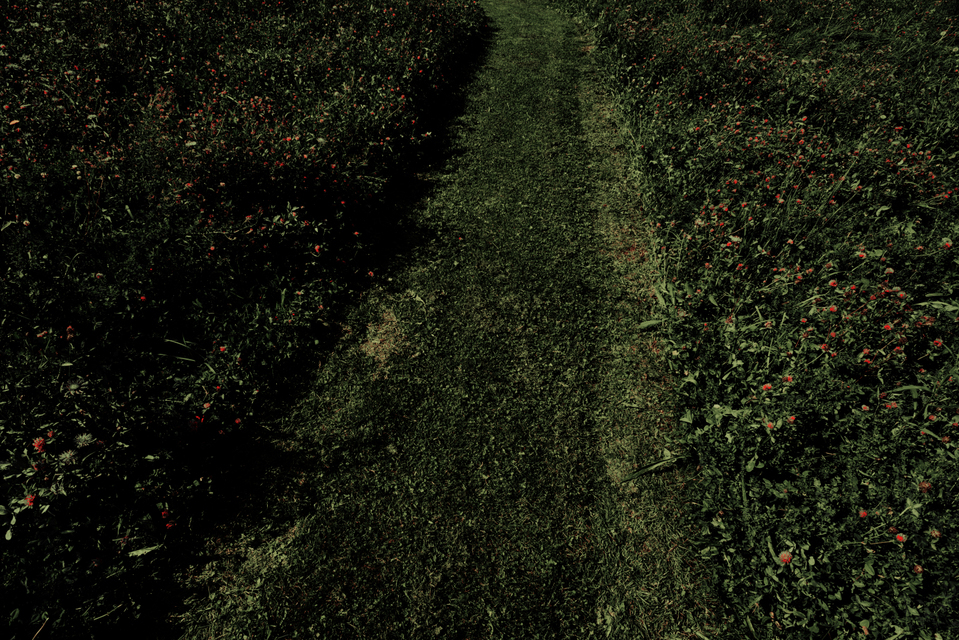 Dark Green - ID 005858