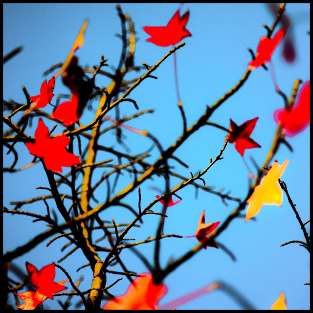 Red and Yellow Leafs - ID 005895
