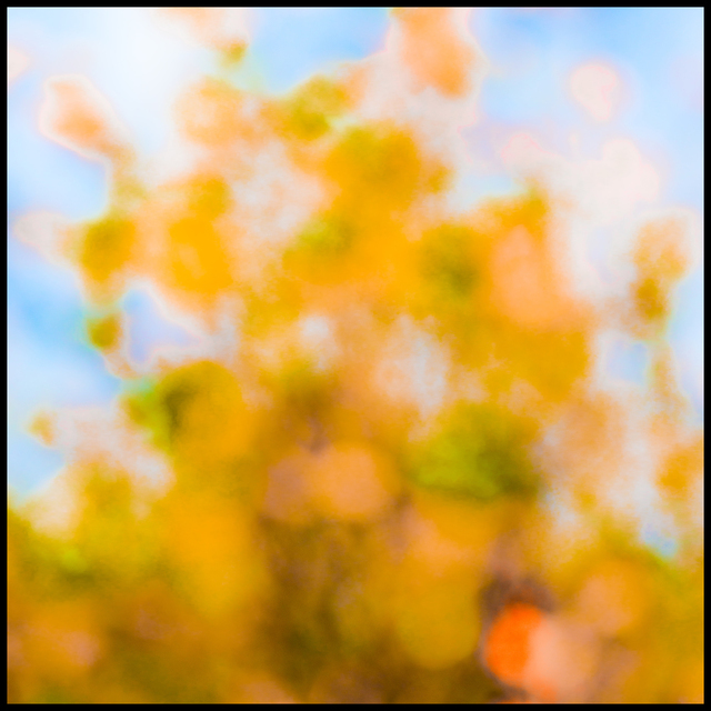 Yellow Tree - ID 005896