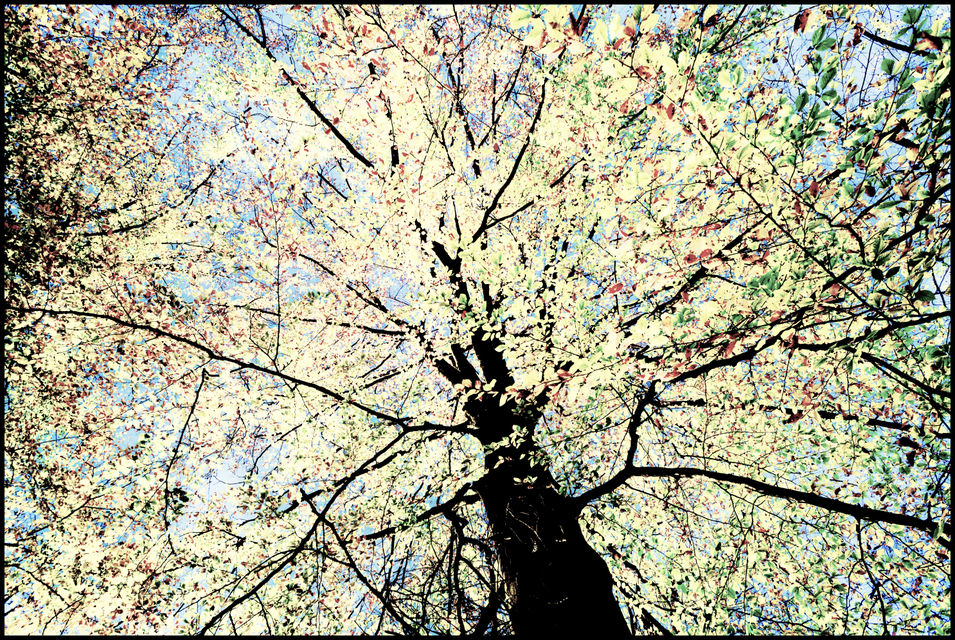 Bright Leafs - ID 005902