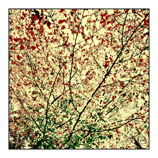 Branches and Leafs - ID 005903