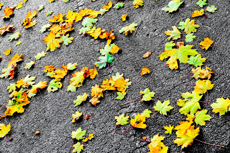 Colored Leafs on Tar I - ID 005906