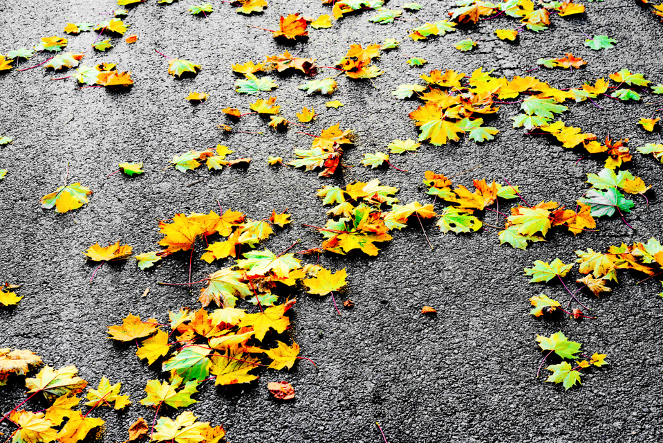 Colored Leafs on Tar III - ID 005908