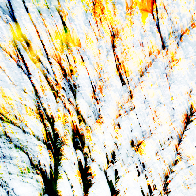 Burning Trees - ID 005910