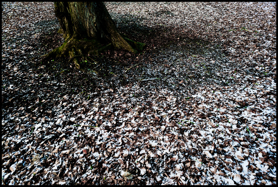 Park III - ID 005920