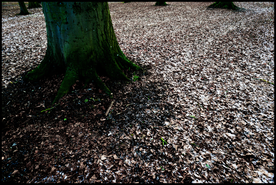 Park VII - ID 005924