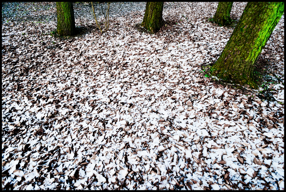 Park VII - ID 005925