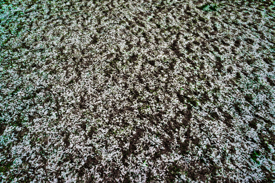 Partial Snow on Dark Grass I - ID 005936