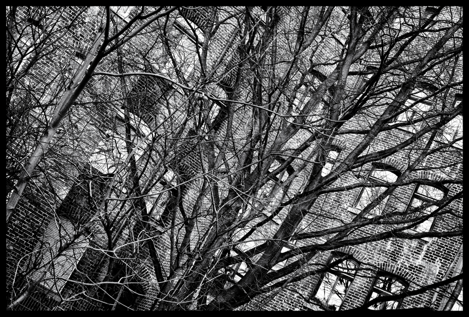 Brick Wall Tree - ID 005941