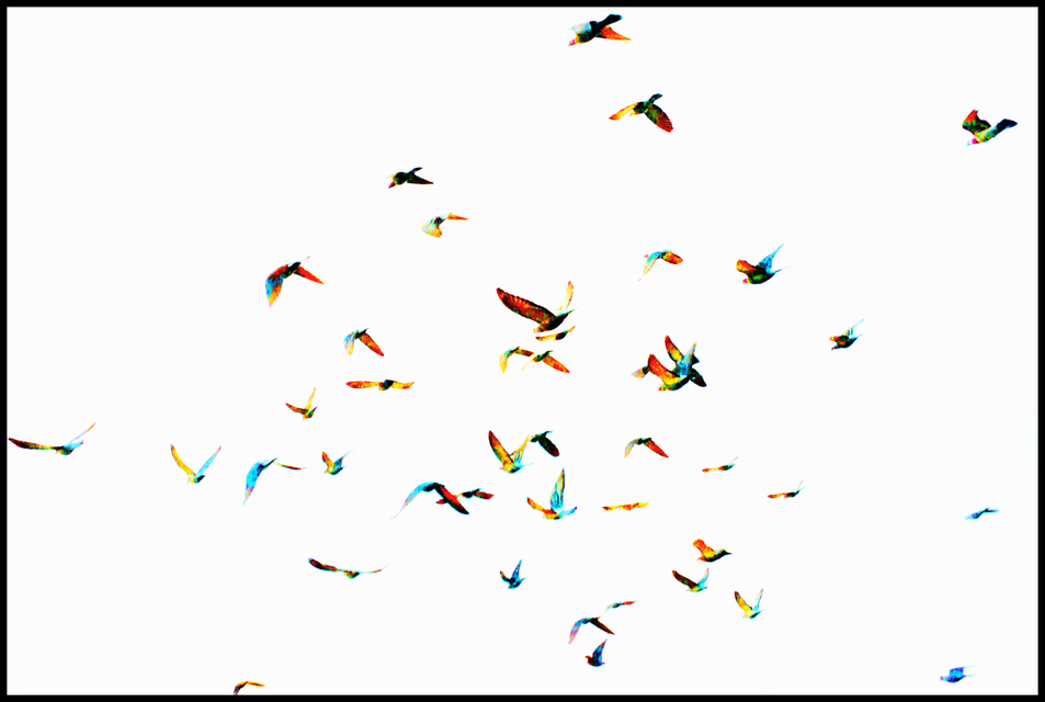 Colored Formation - ID 005953