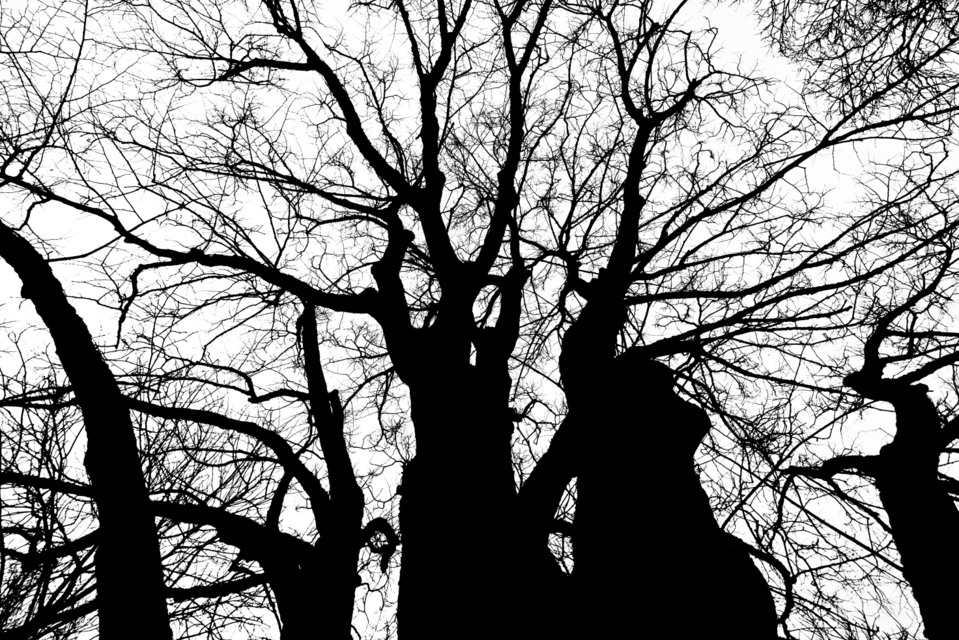 Black Witch - ID 006028