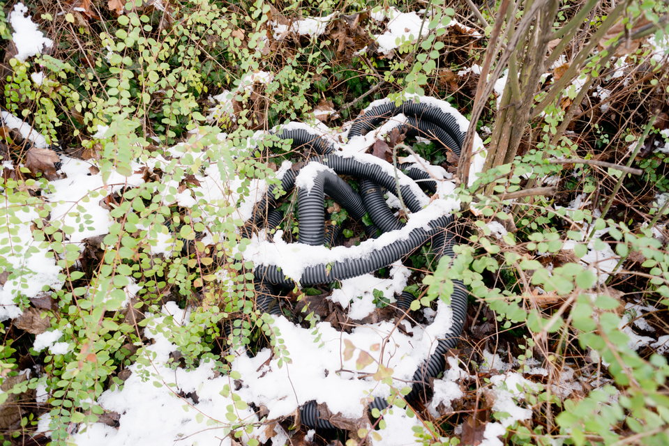 Snake in the Thicket - ID 006029