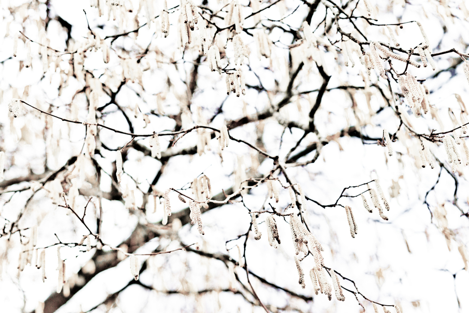 White Tree I - ID 006030