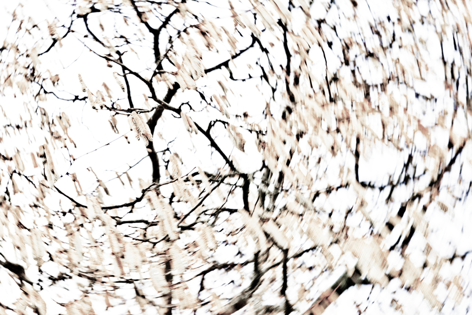 White Tree II - ID 006031