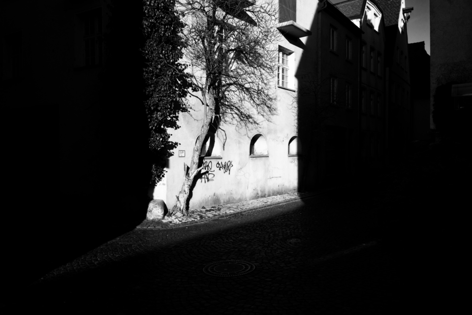 Sun on the Tree - ID 006069