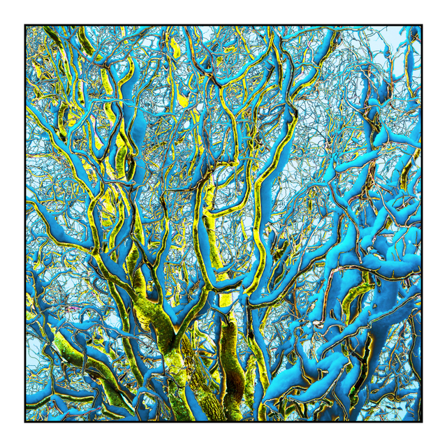 Curly Tree Art - ID 006082