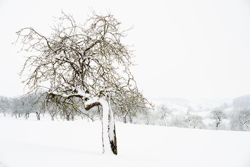 Winter Tree - ID 006083