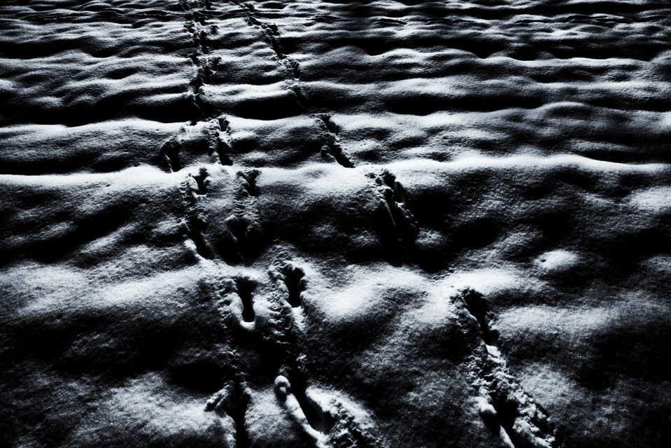 Winter Traces I - ID 006091