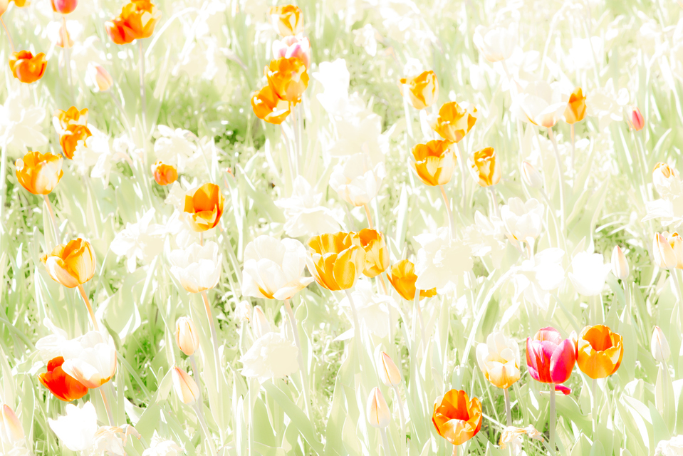 Bright II - ID 006114