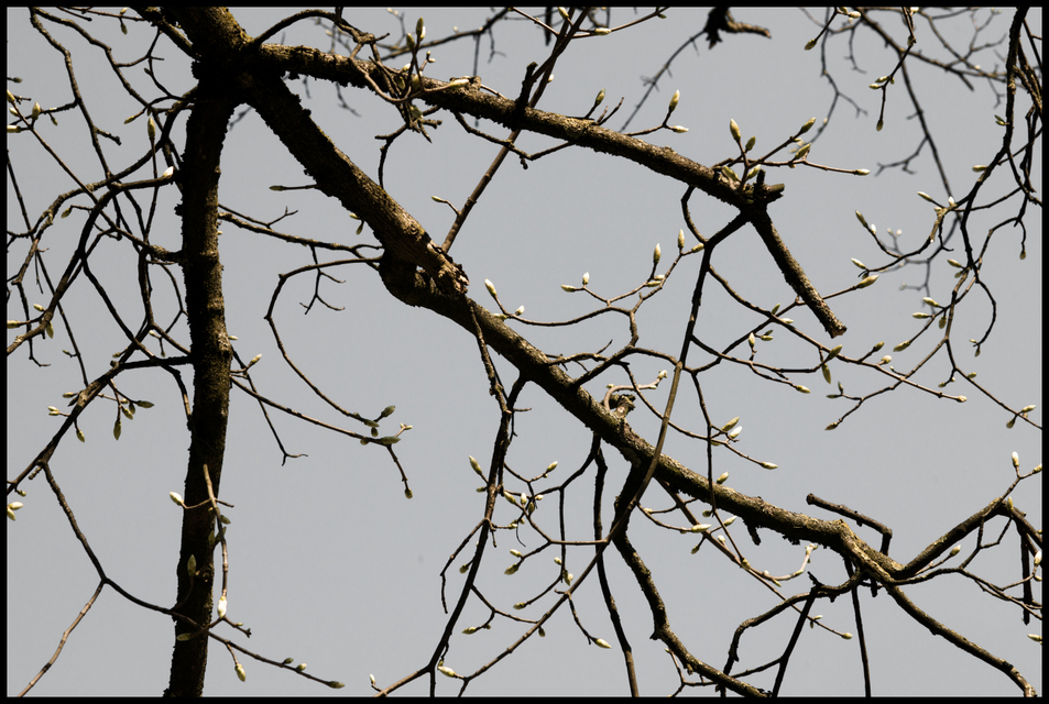 First Sprouts - ID 006120