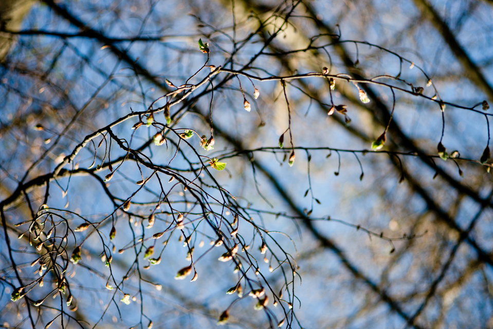 Sprouts II - ID 006124