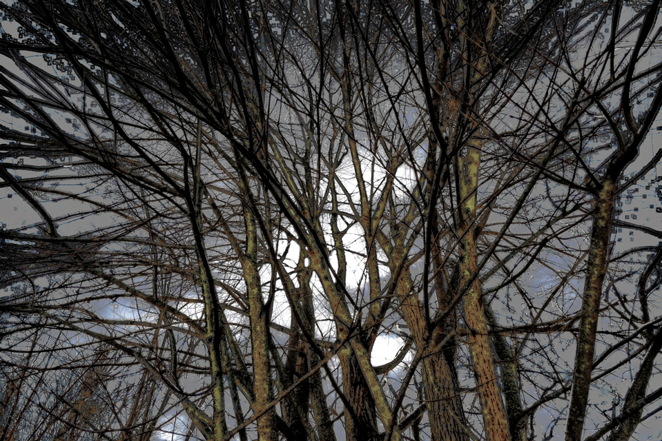 Mystic Branches - ID 006133