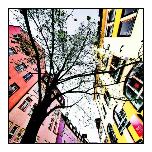 Old Quarters Tree - ID 006159