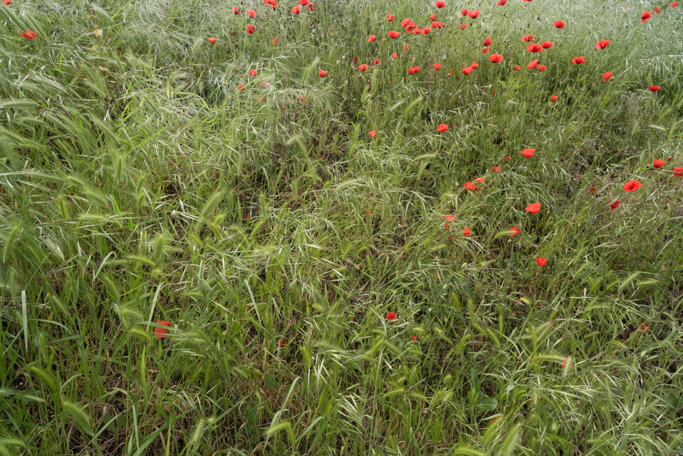 Poppy and Wheat - ID 006208