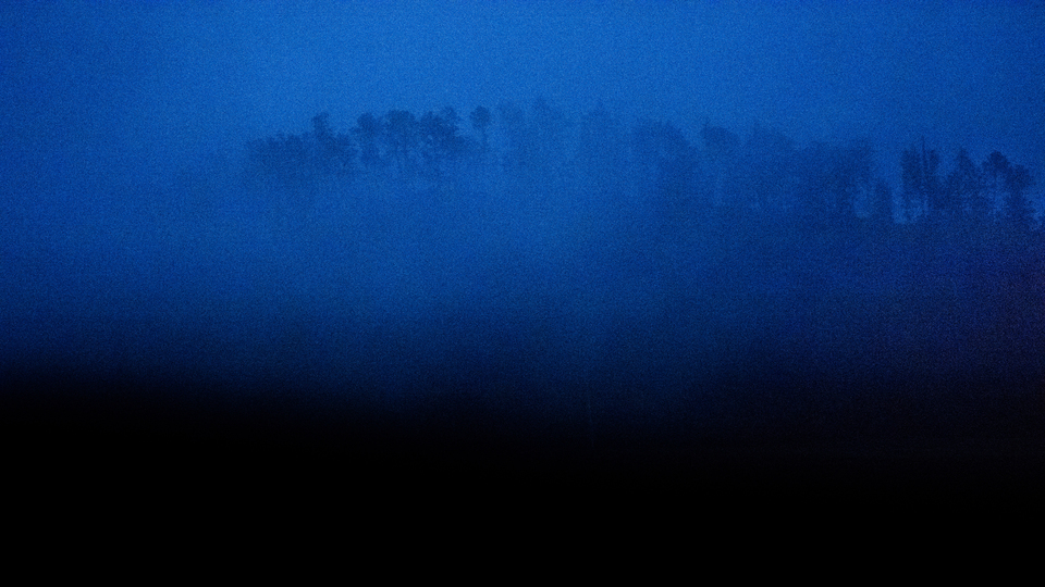 Low Light Trees in Rain - ID 006231