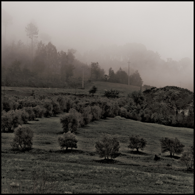 Trees in the Mist III - ID 006237