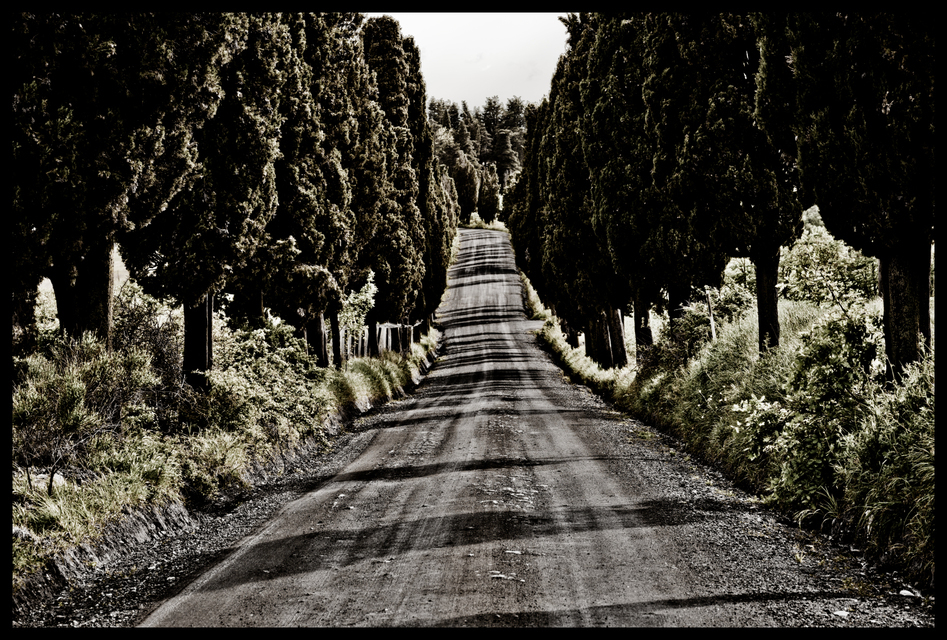 Tree-Lined Road I - ID 006287