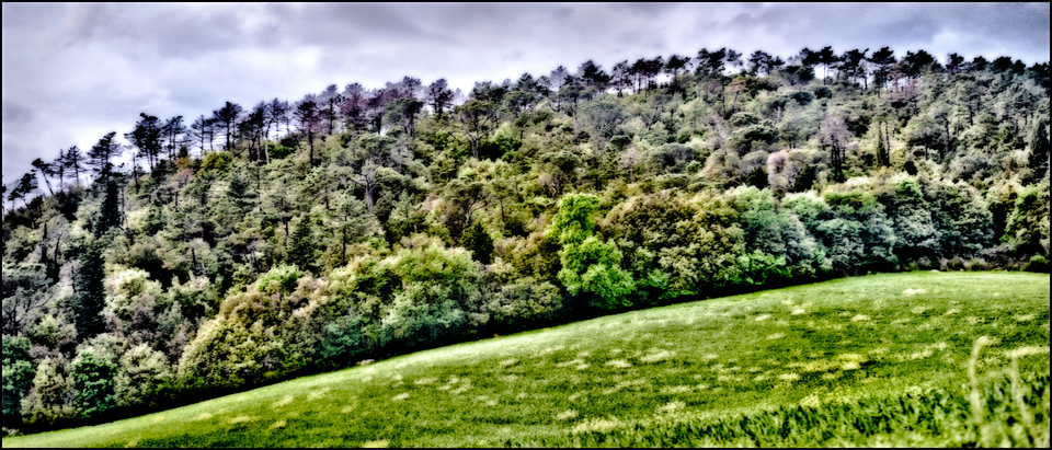 Hill with Forest - ID 006317