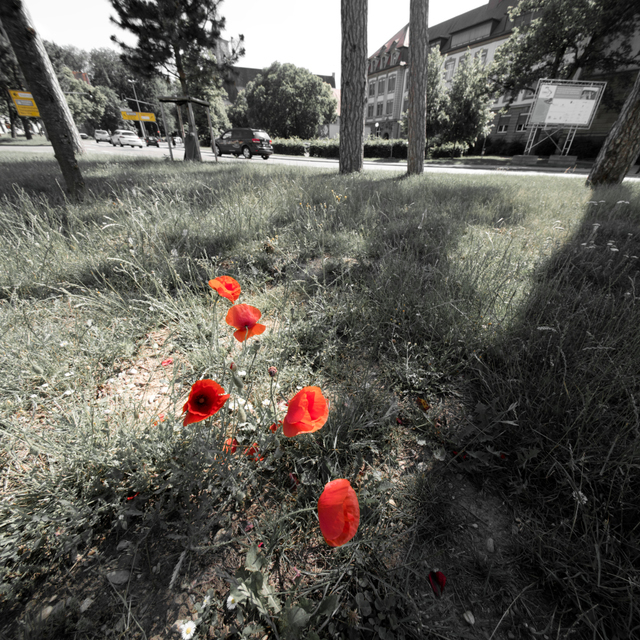 Town Field Poppy - ID 006351