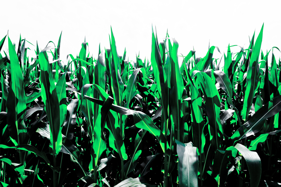 Green Corn II - ID 006365