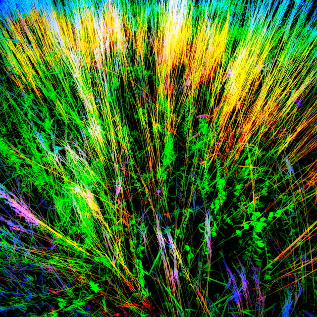 Colored Meadow - ID 006368