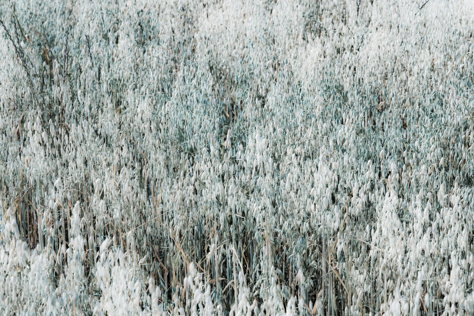 Oat XIII - ID 006381